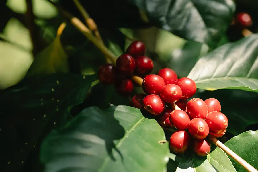 Melco Coffee - Images of our services